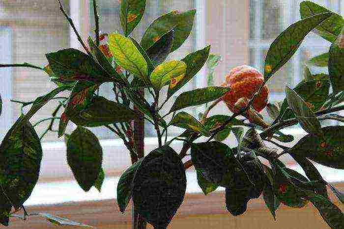 how to grow citrus fruits at home