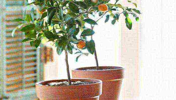 how to grow citrus fruits at home