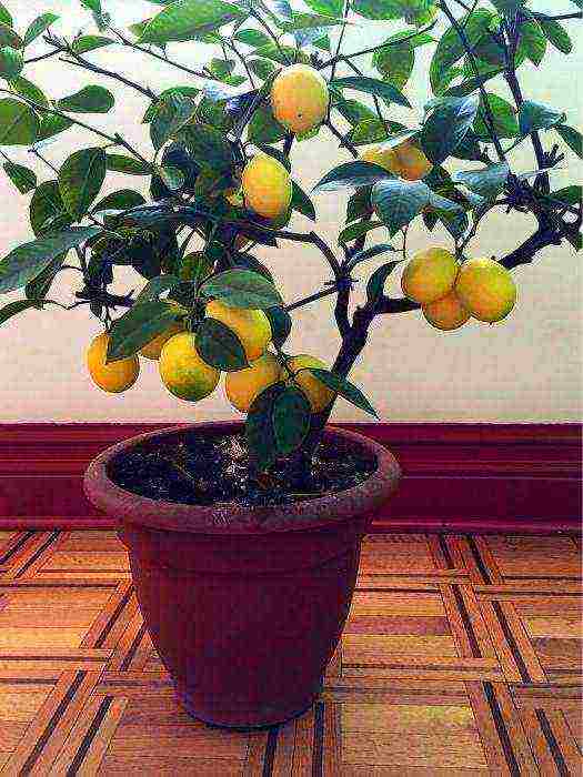 how to grow citrus fruits at home