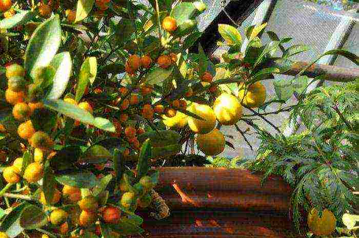 how to grow citrus fruits at home