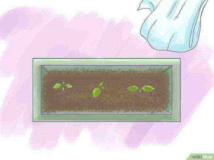 how to grow flowers from seeds at home