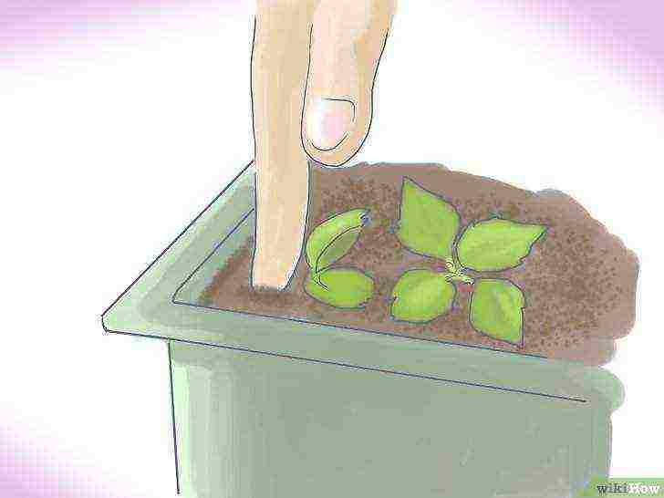 how to grow flowers from seeds at home