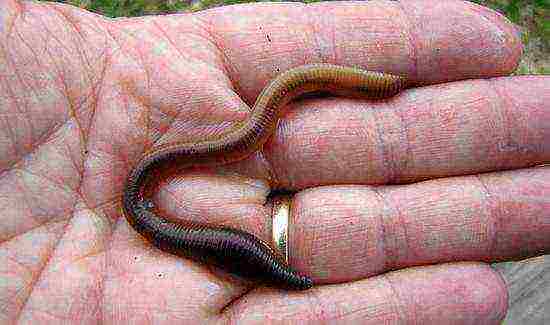 how to grow earthworms at home in