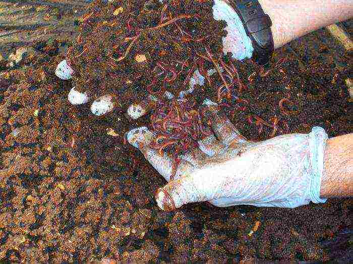 how to grow earthworms at home in