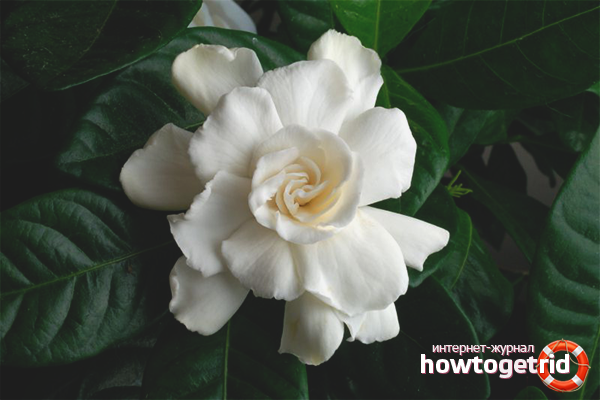 how to grow a gardenia at home