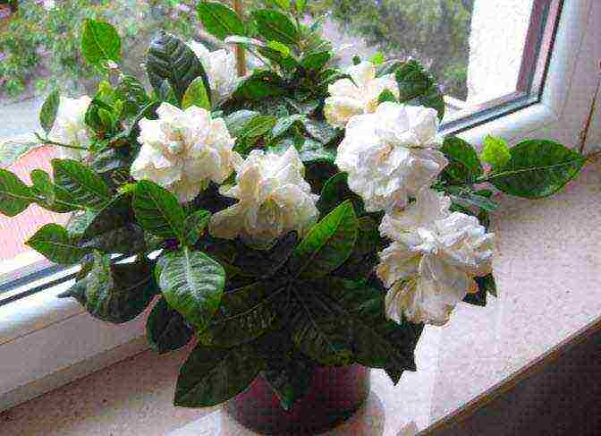 how to grow a gardenia at home