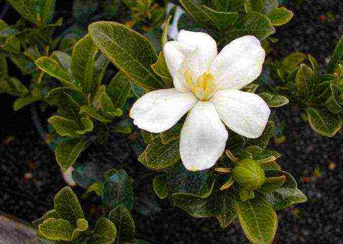 how to grow a gardenia at home