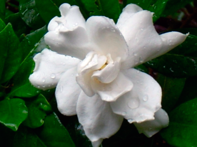 how to grow a gardenia at home