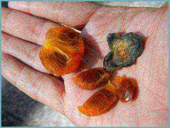 how to grow persimmons at home
