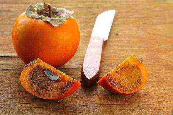 how to grow persimmons at home