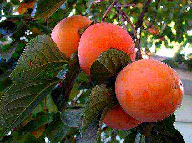 kung paano mapalago ang mga persimmons sa bahay