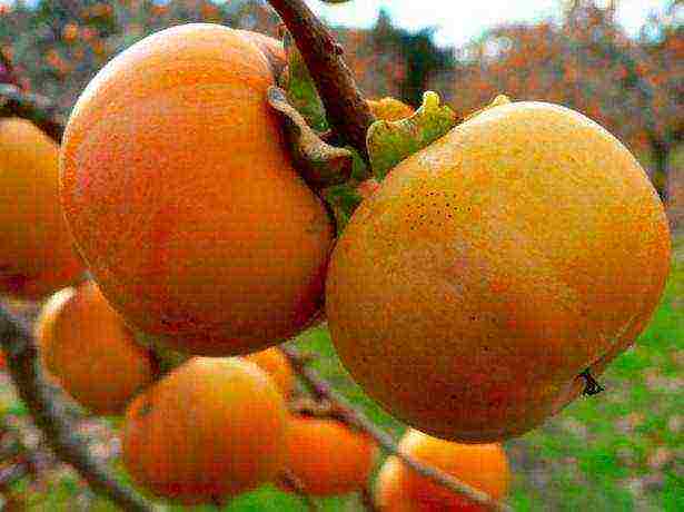 kung paano mapalago ang mga persimmons sa bahay