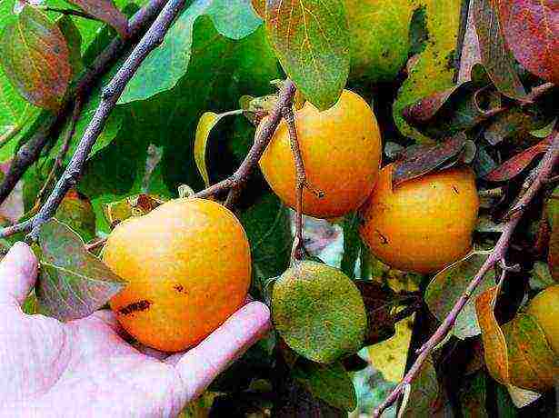 how to grow persimmons at home