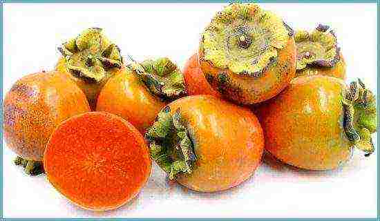 how to grow persimmons at home