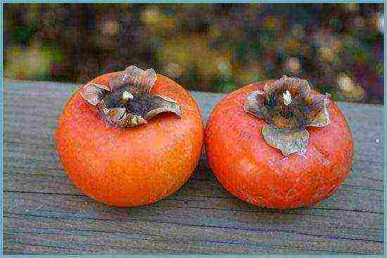 how to grow persimmons at home