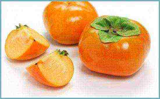 how to grow persimmons at home