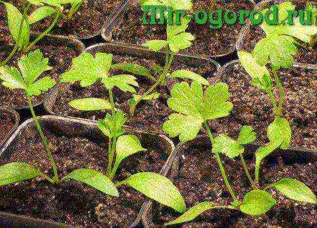 kung paano palaguin ang cilantro sa bahay