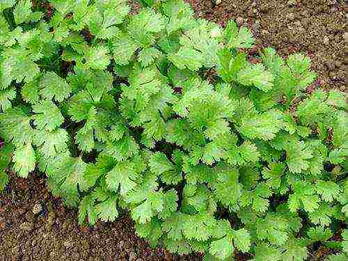 kung paano palaguin ang cilantro sa bahay