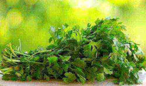 how to grow cilantro at home