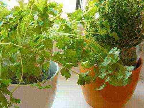 how to grow cilantro at home