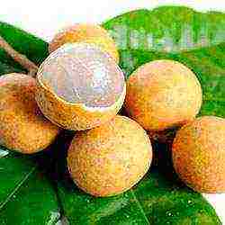 how to grow longan at home