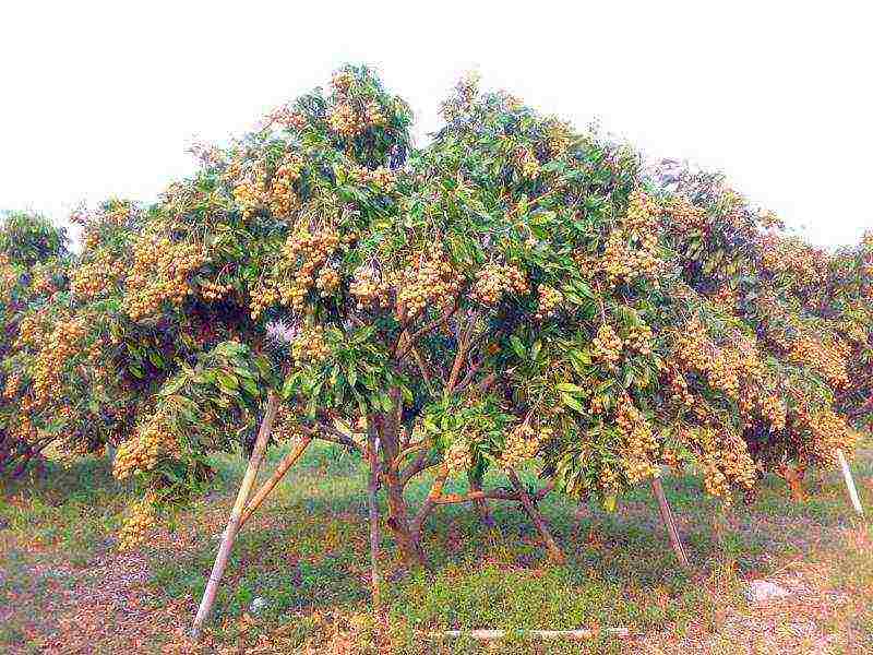 kung paano palaguin ang longan sa bahay