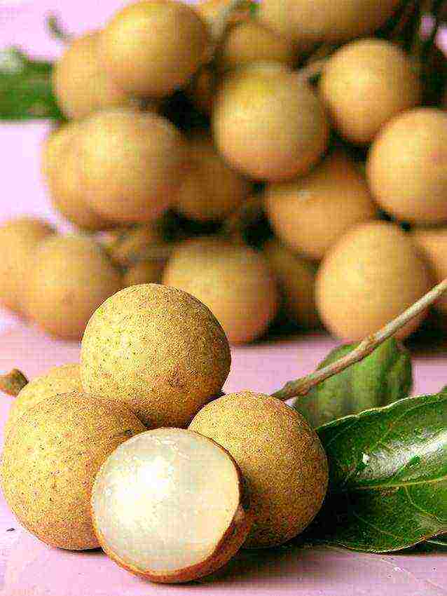 how to grow longan at home