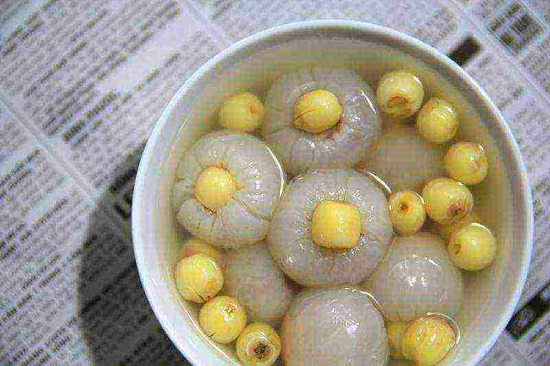 kung paano palaguin ang longan sa bahay