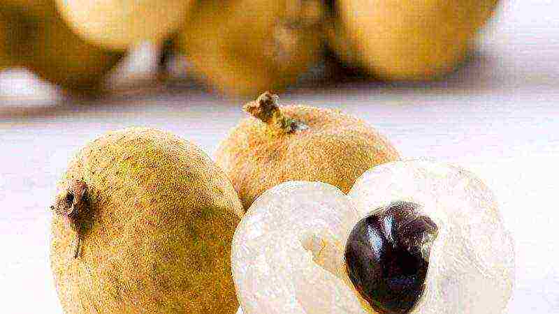 how to grow longan at home