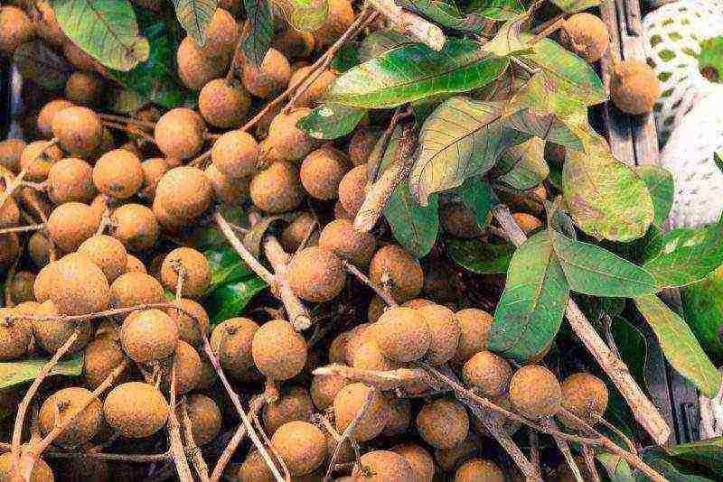 how to grow longan at home