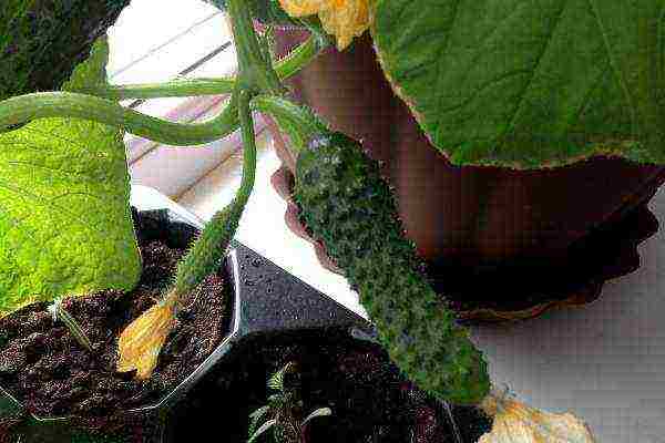 how to grow cucumbers at home