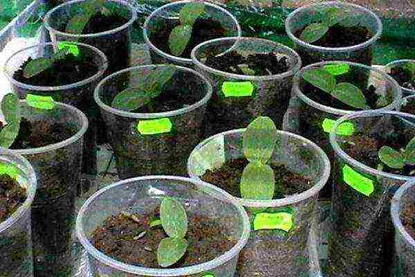 how to grow cucumbers at home