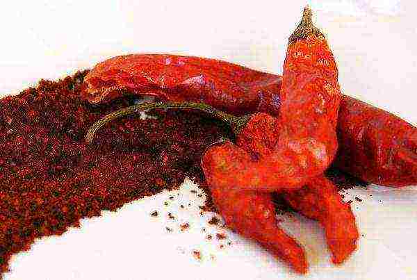 how to grow chili peppers at home