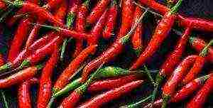 how to grow chili peppers at home