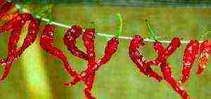 how to grow chili peppers at home