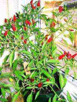 how to grow chili peppers at home