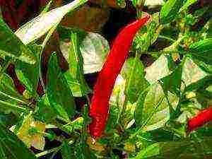 how to grow chili peppers at home