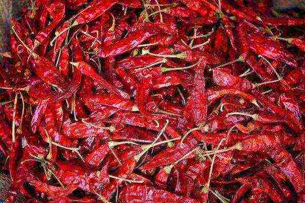 how to grow chili peppers at home