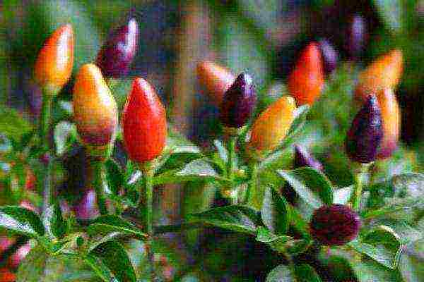 how to grow pepper light at home