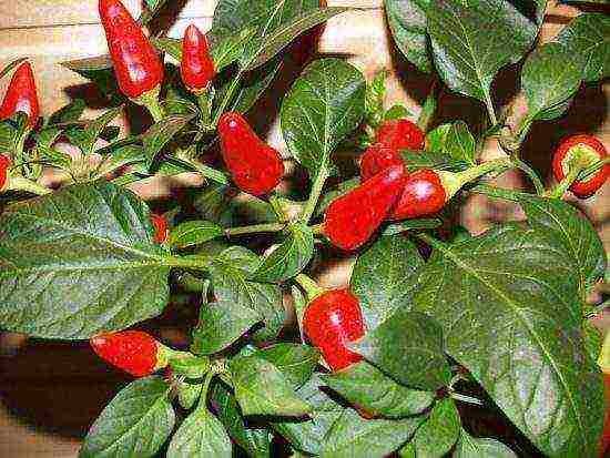 how to grow pepper light at home