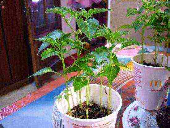 how to grow pepper light at home