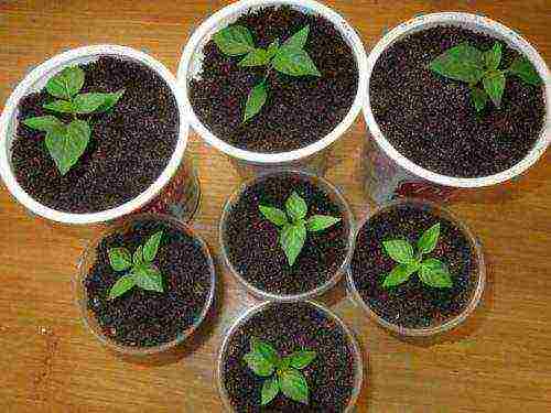 how to grow pepper light at home