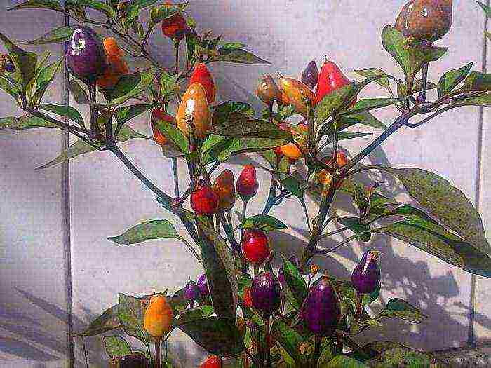 how to grow pepper light at home