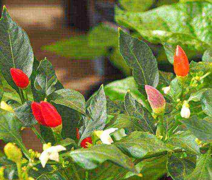 how to grow pepper light at home