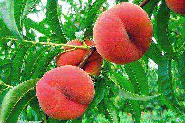 how to grow peaches at home