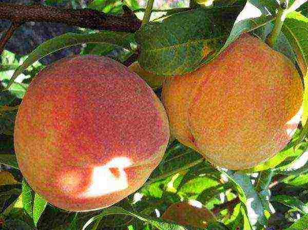 how to grow peaches at home