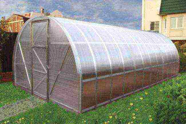 how to grow strawberries in a polycarbonate greenhouse