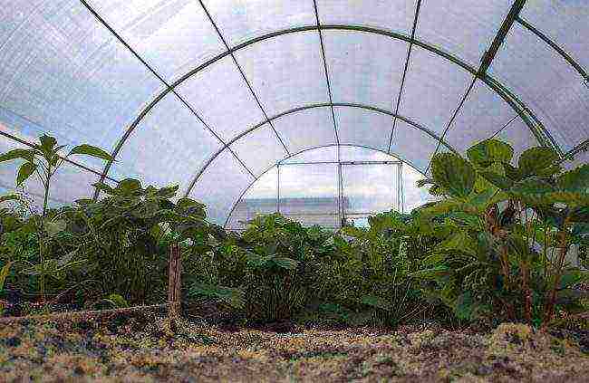 how to grow strawberries in a polycarbonate greenhouse