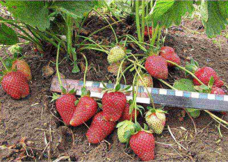 kung paano palaguin ang mga strawberry sa isang polycarbonate greenhouse