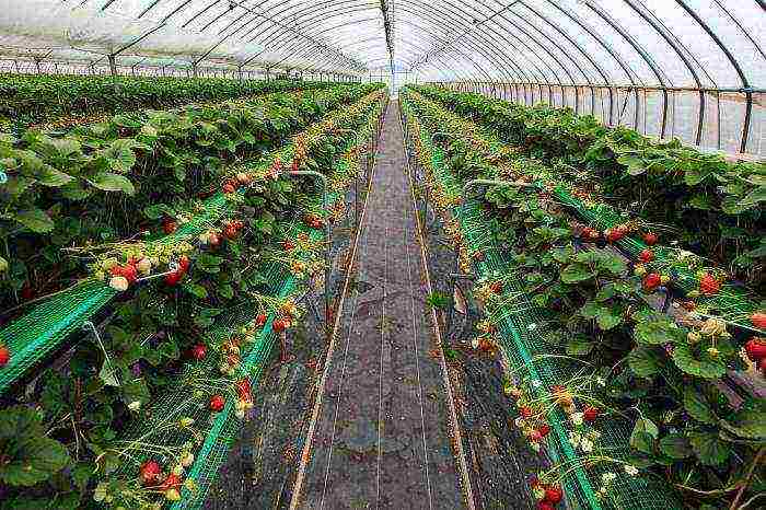 how to grow strawberries in a polycarbonate greenhouse